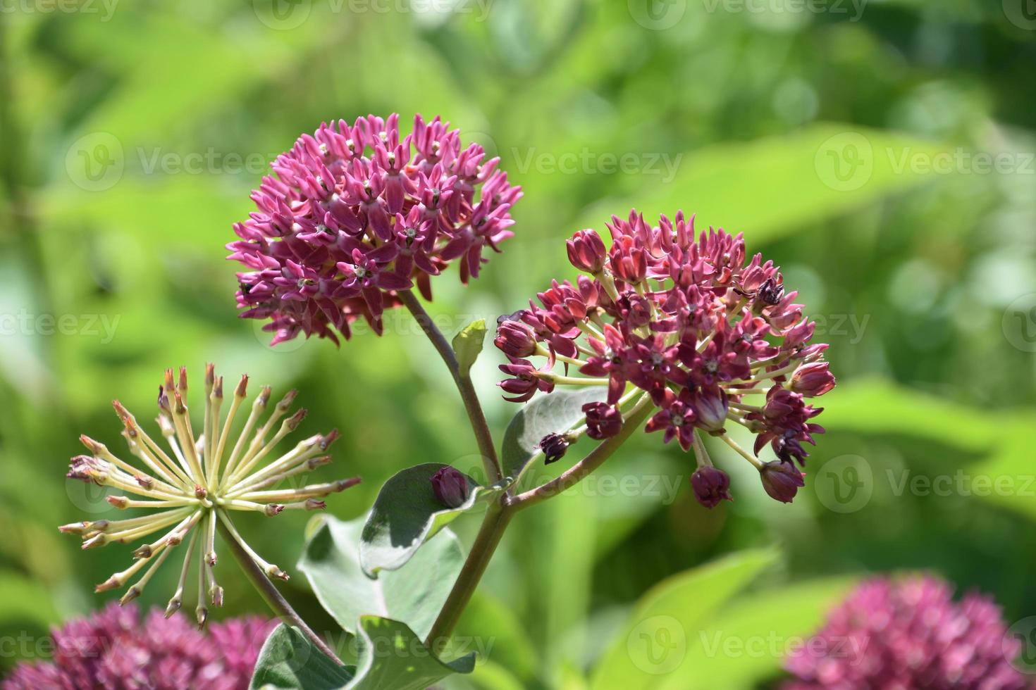 Pretty Flowering Pink Milkweed Plant in a Garden 10903083 Stock Photo