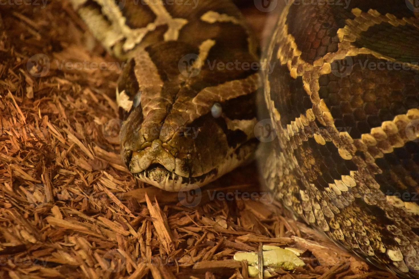 Scarey Looking Python Snake Coiled Up on the Ground photo