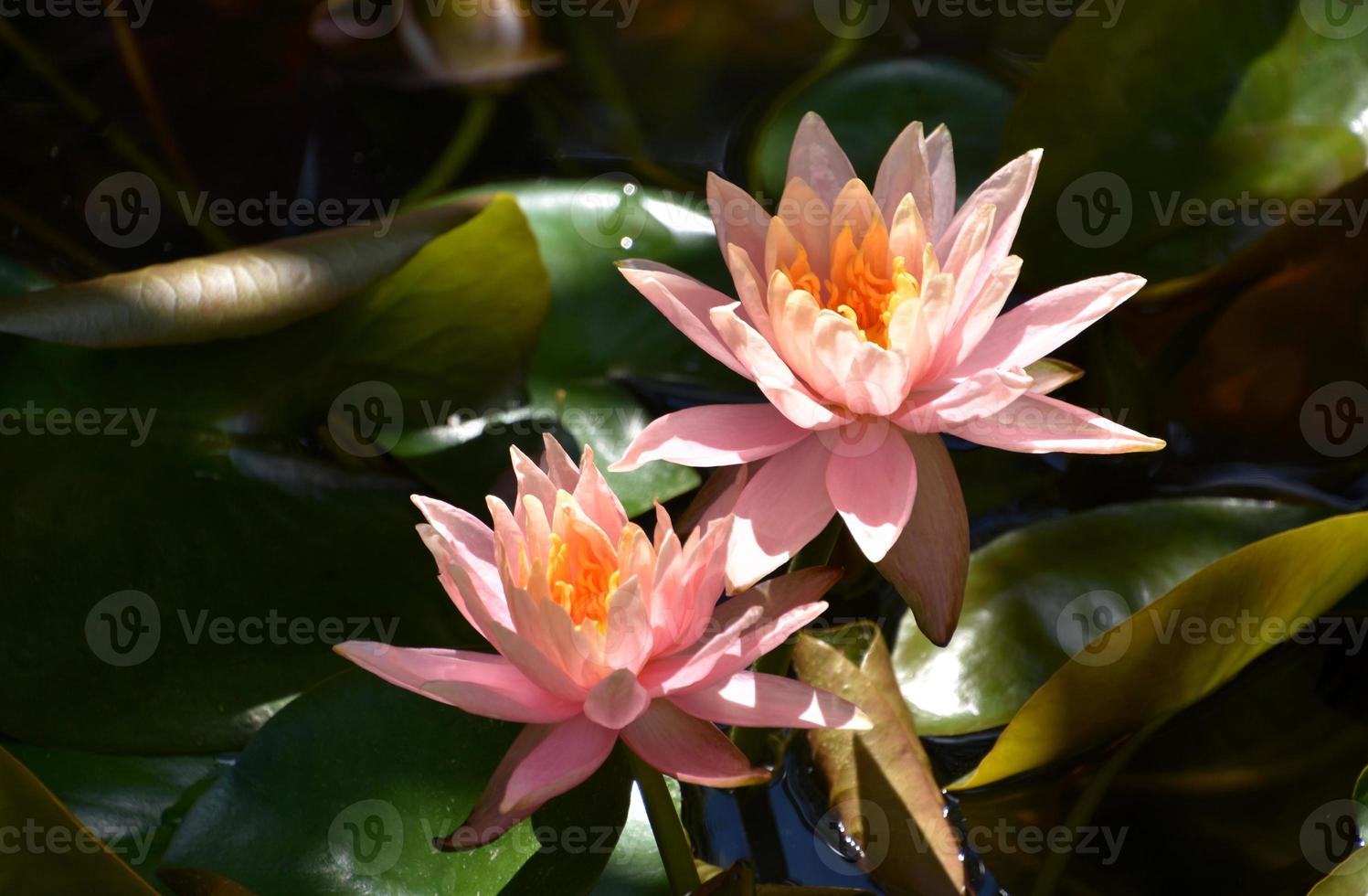 lirios de agua de color rosa pálido que florecen y florecen en un estanque  de lirios 10903132 Foto de stock en Vecteezy