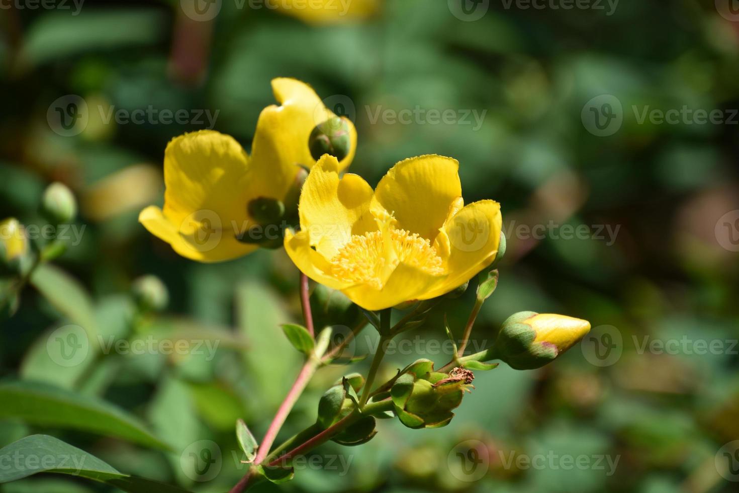 St Johns Wort Flowering in an Herb Garden 10903133 Stock Photo at Vecteezy