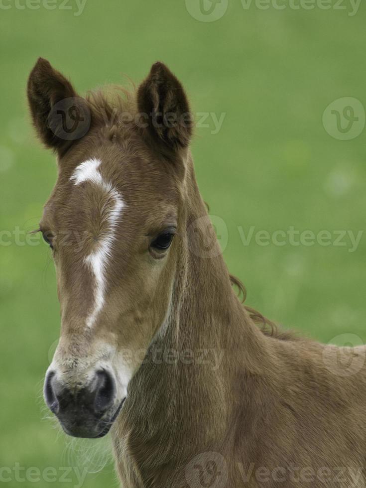 potros y caballos en westfalia foto