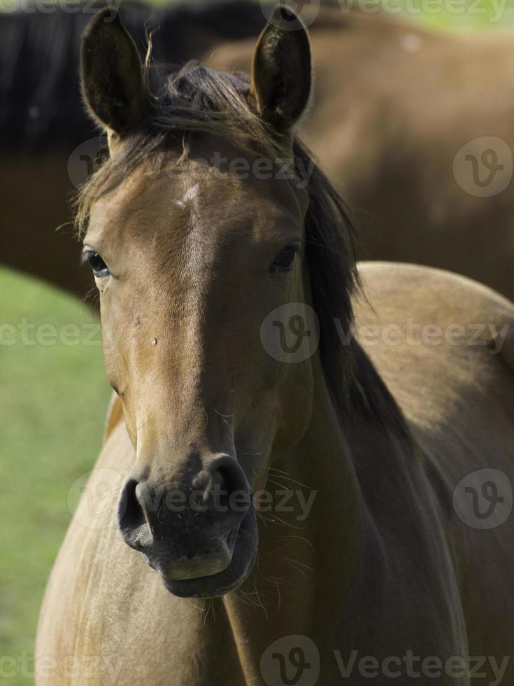 Horses in westphalia photo