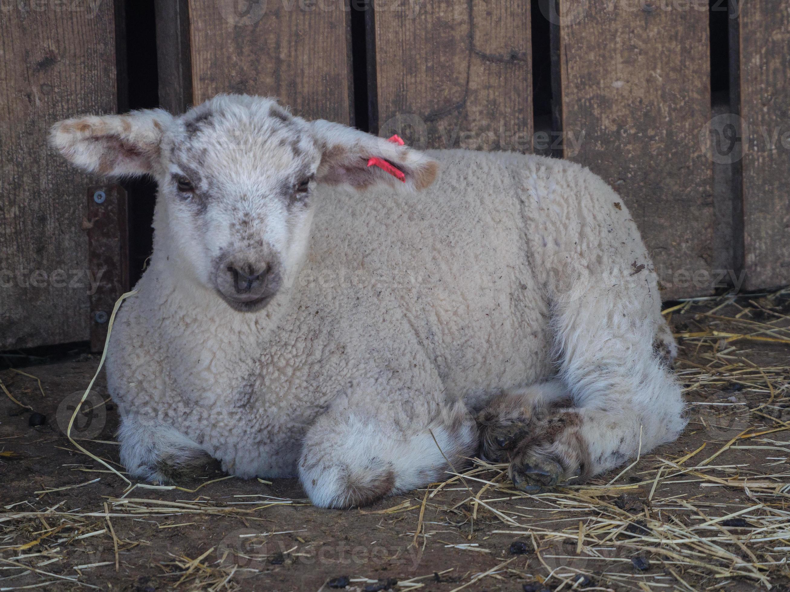shheps and lambs in germany 10904070 Stock Photo at Vecteezy