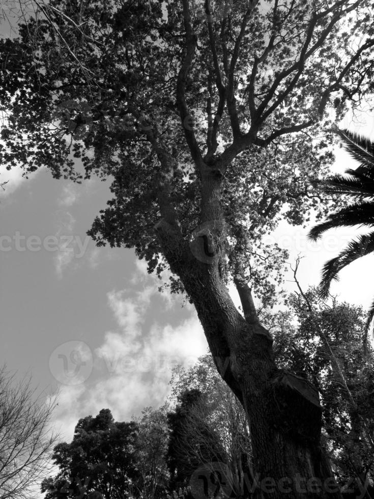 funchal y la isla de madeira foto