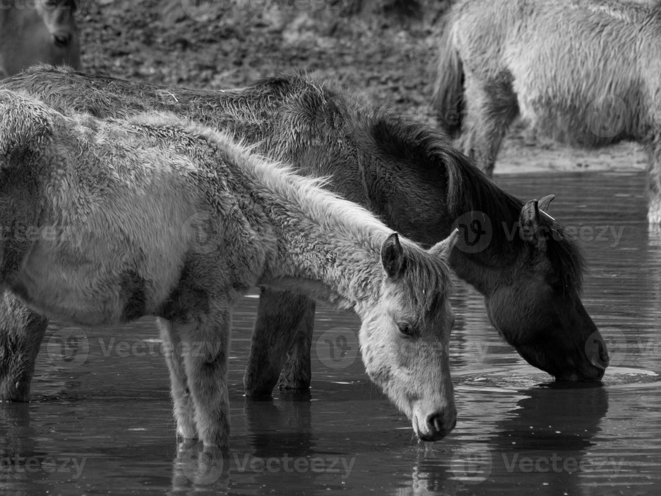 wild horses in germany photo