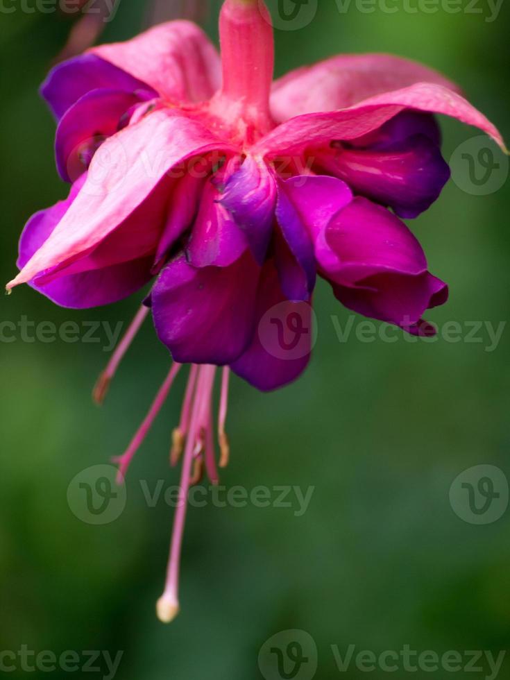 flores de colores en el jardín foto