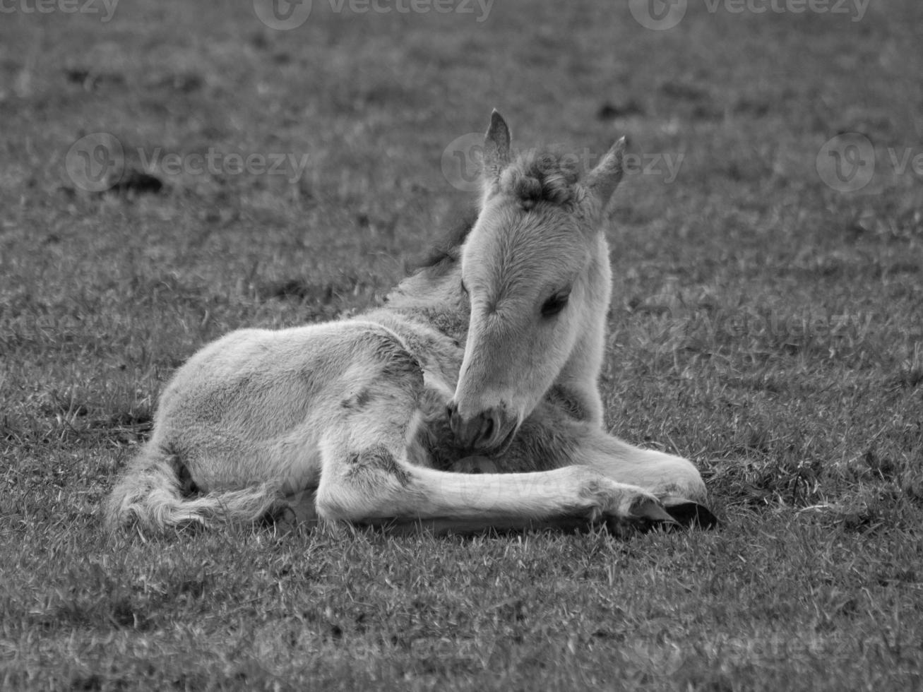 wild horses in germany photo