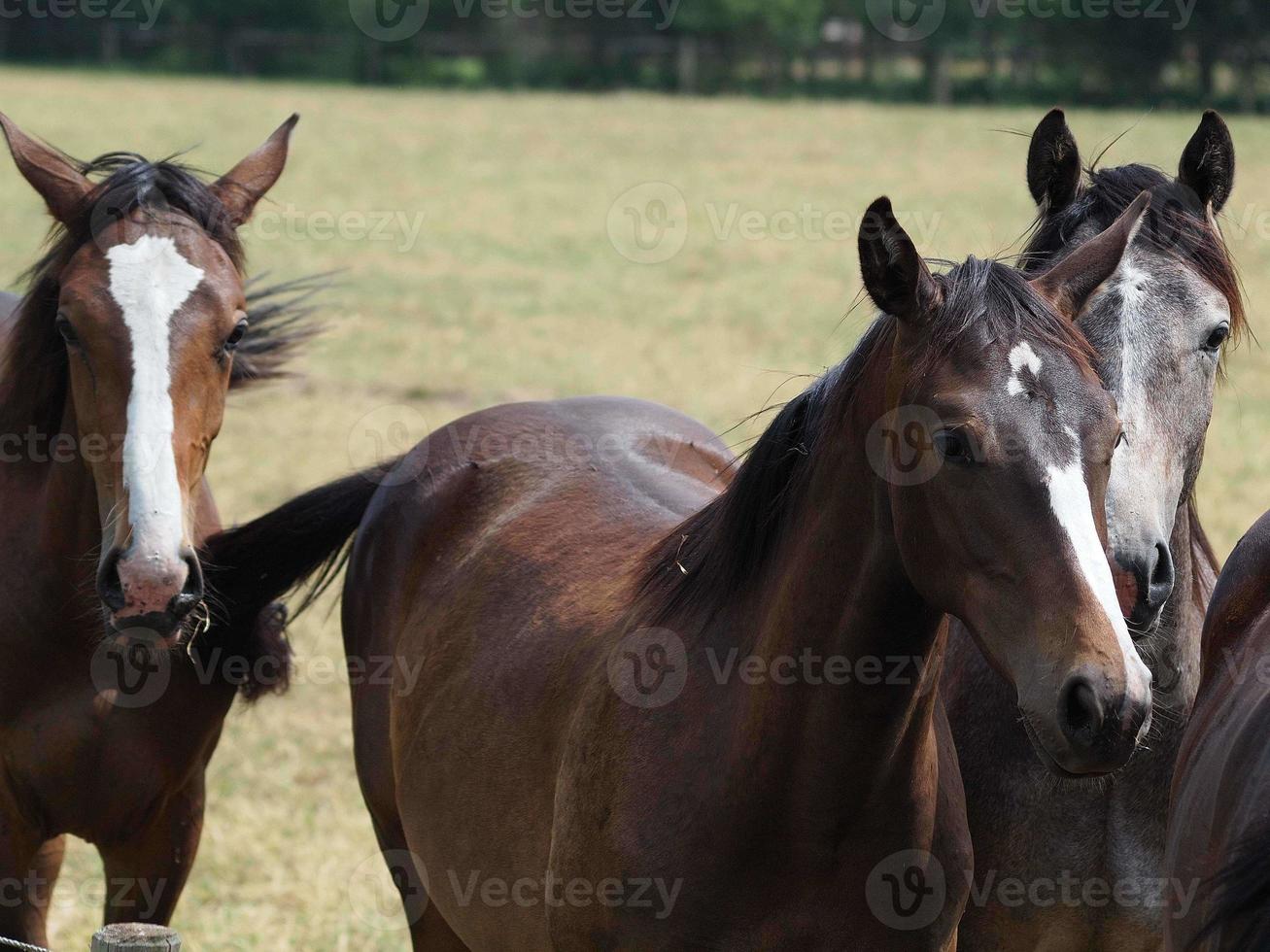 Horses in westphalia photo