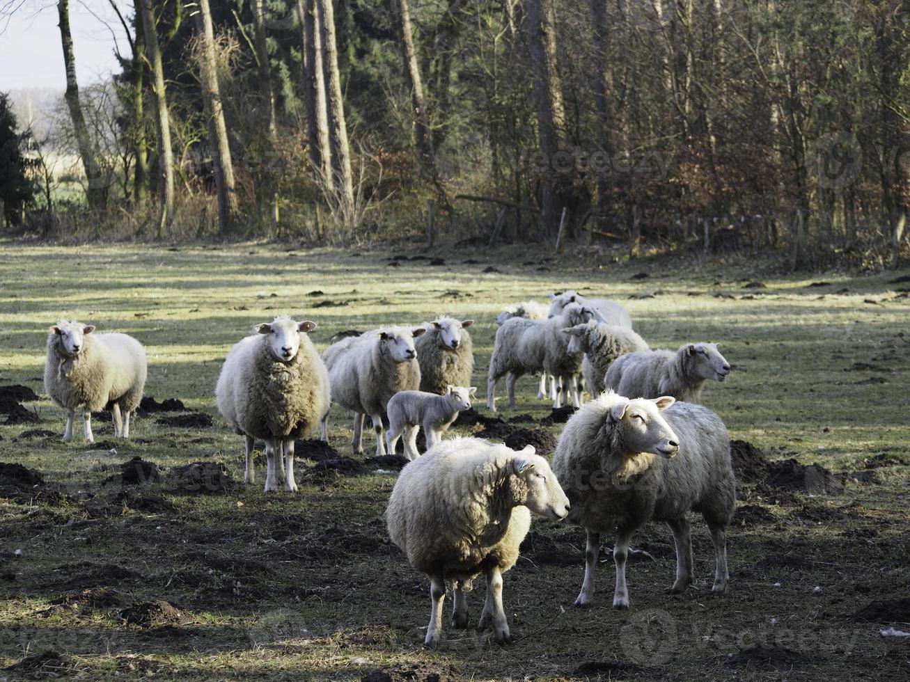 ovejas en el muensterland alemán foto