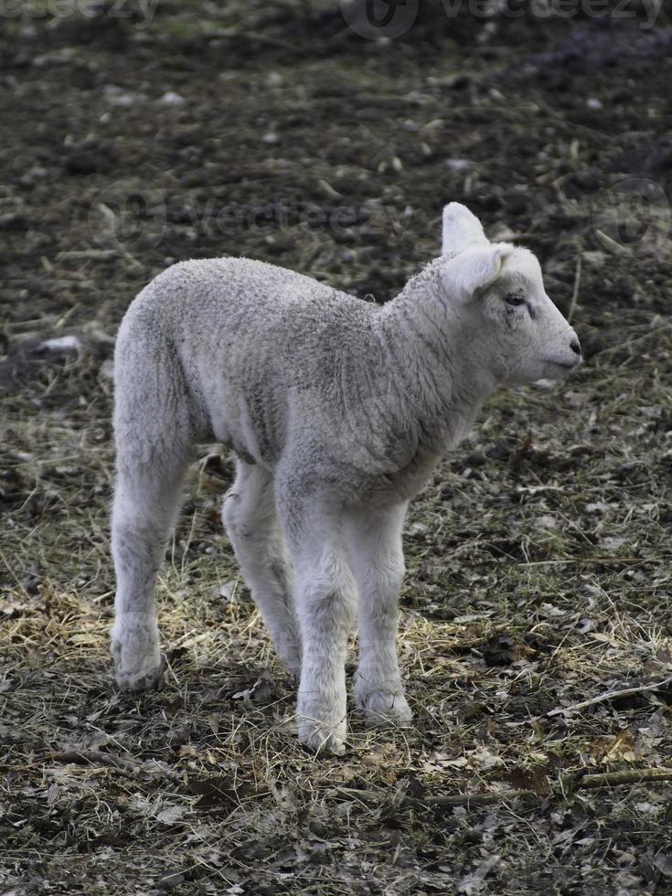 sheeps in the german muensterland photo