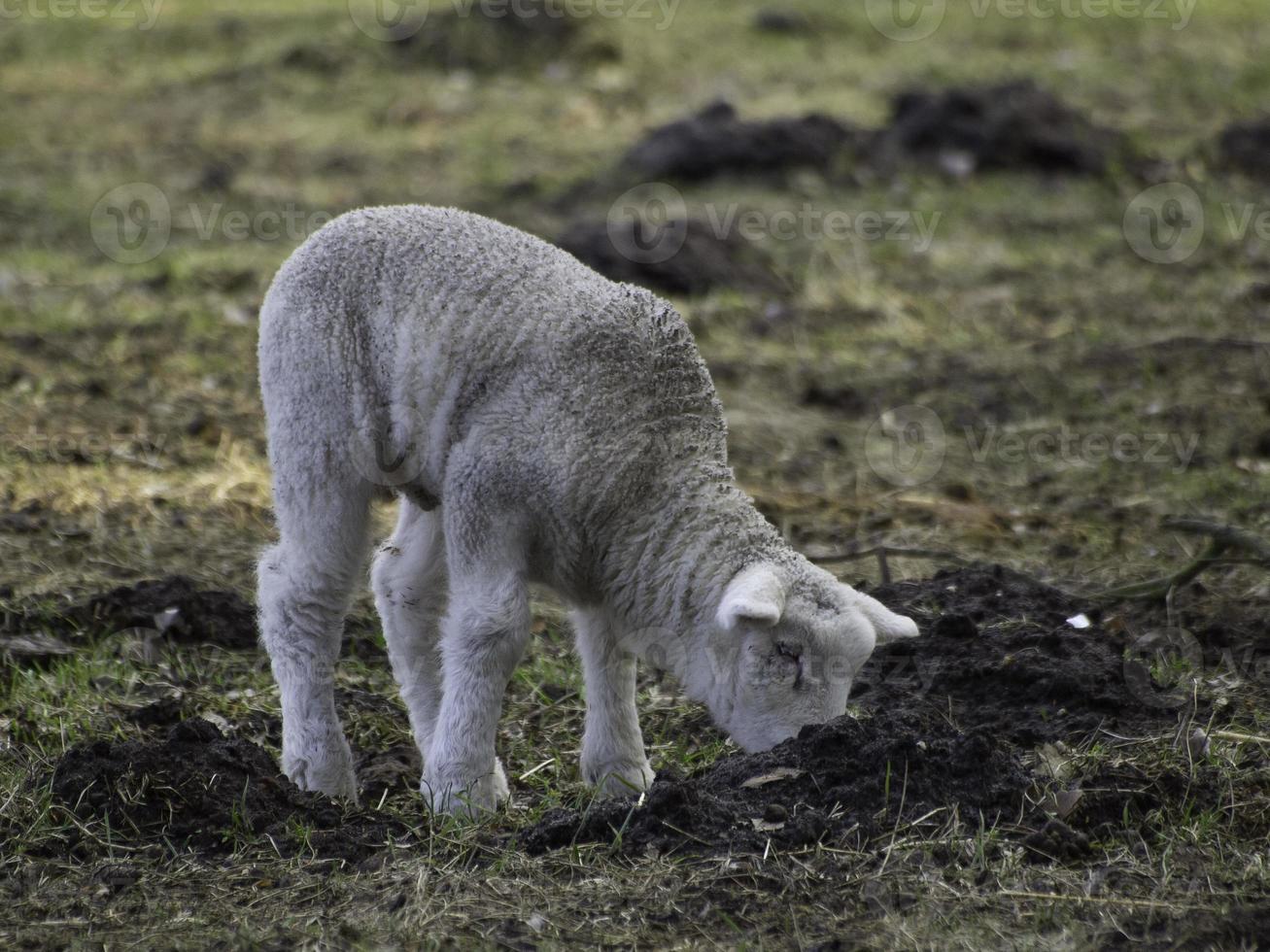 lambs and sheeps in westphalia photo