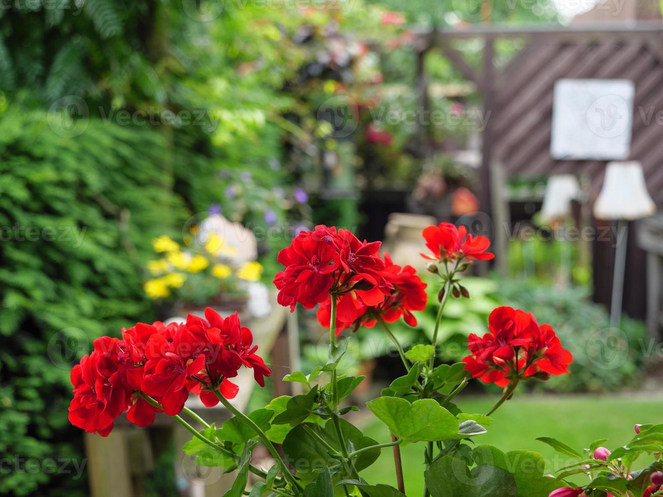 winter time in the garden photo