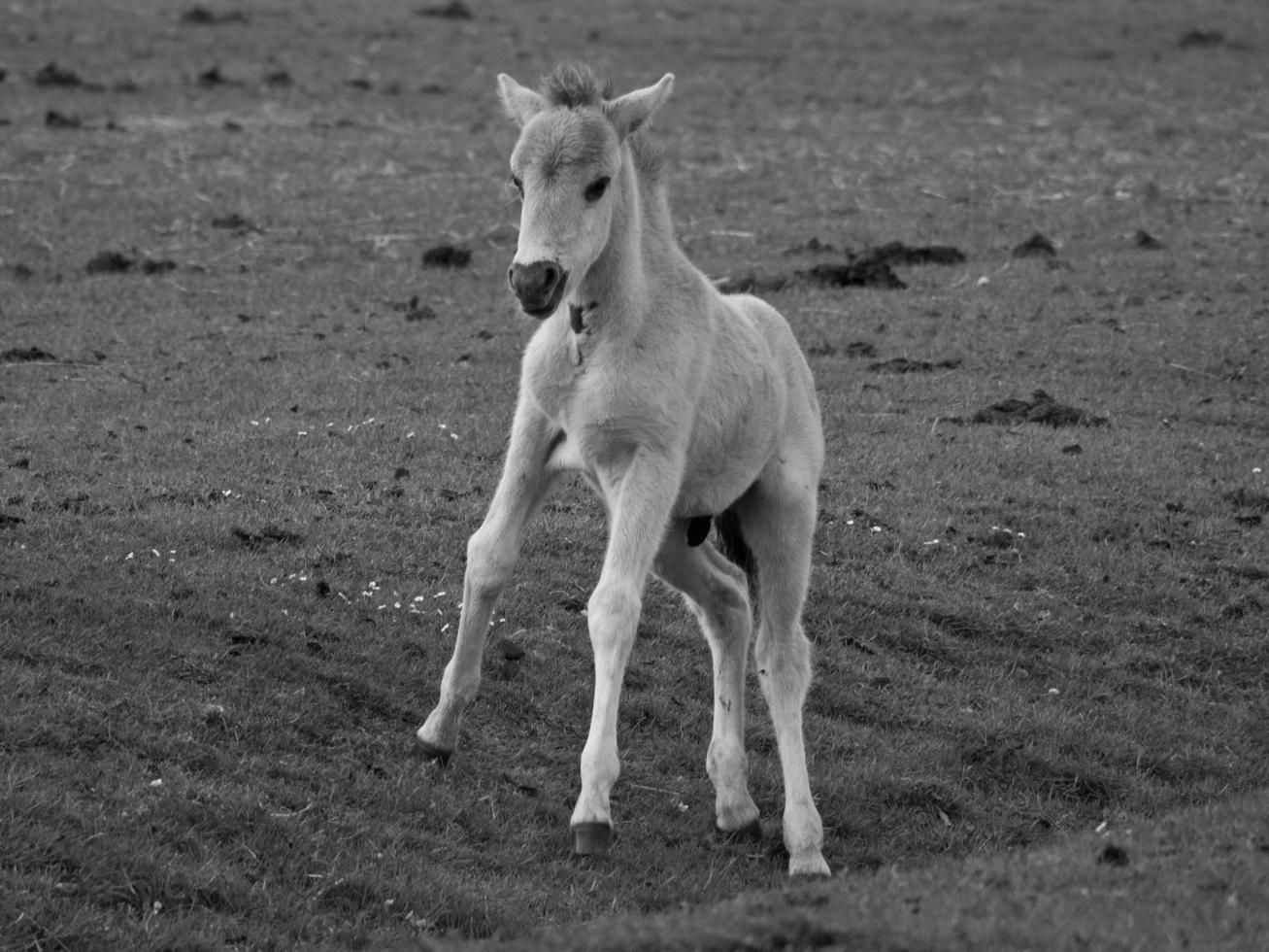 widl horses in germany photo