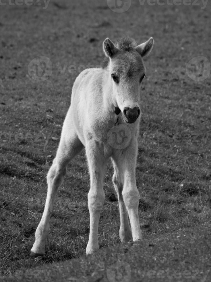 wild horses in germany photo