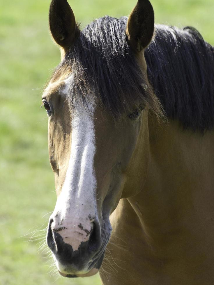 Horses and foals in germany photo