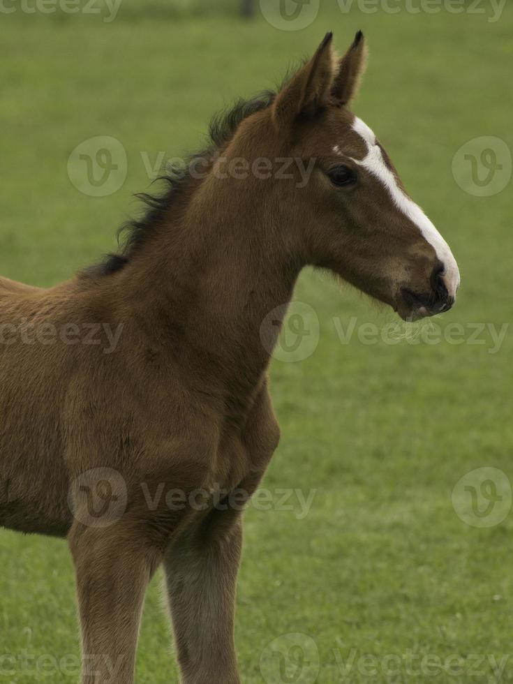 Horses in westphalia photo