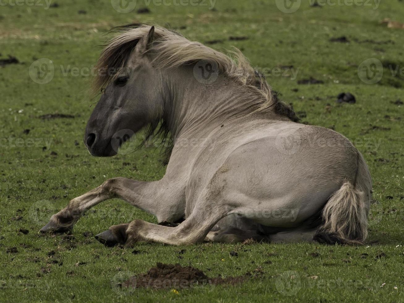 caballos salvajes en un prado en westfalia foto