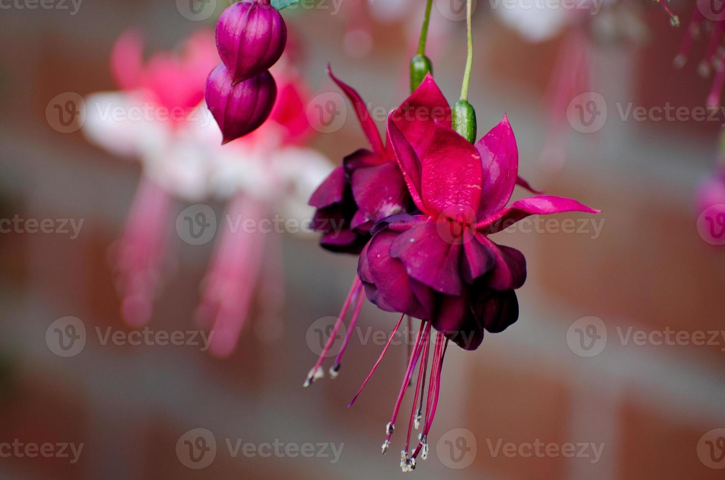 flores en el jardin foto