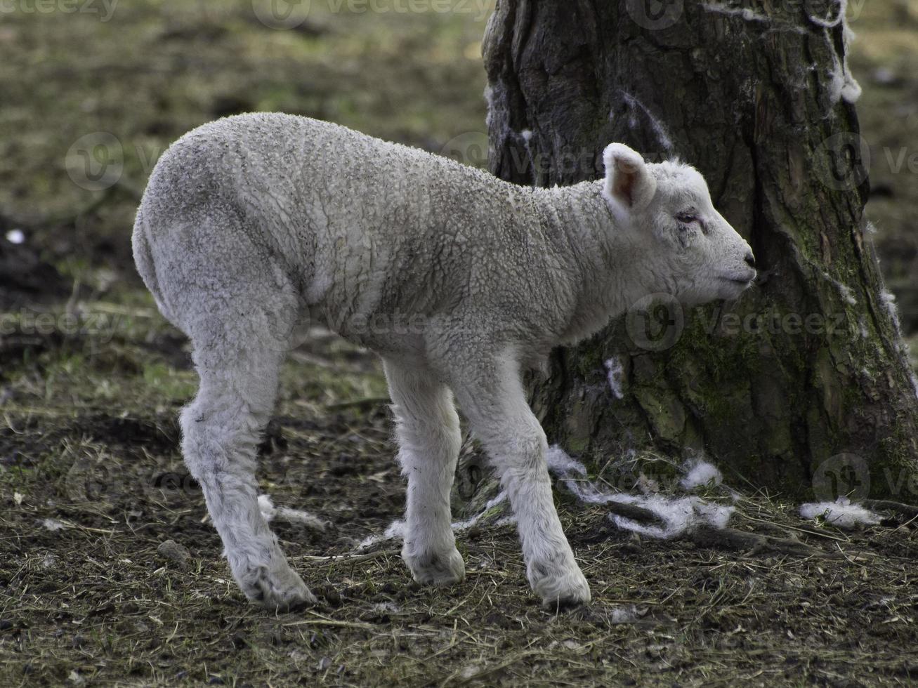 lambs and sheeps in westphalia photo