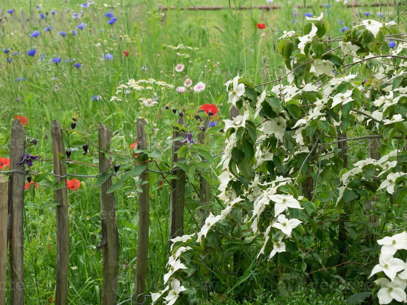 Summer garden in westphalia photo