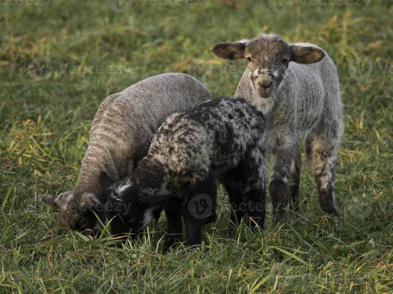 sheeps on a meadow in germany photo