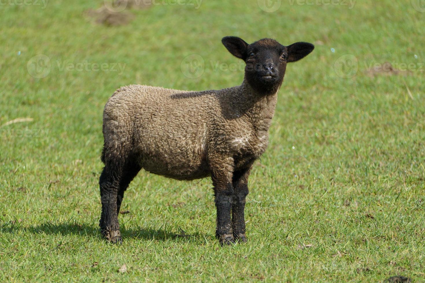 sheeps and lambs photo