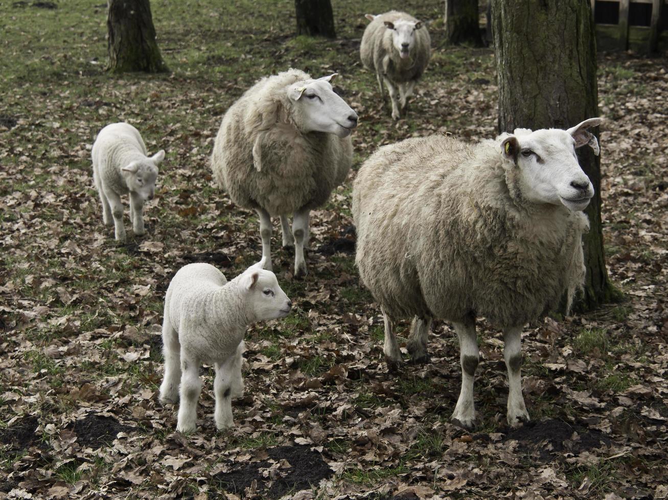 Sheeps on a field in westphalia photo