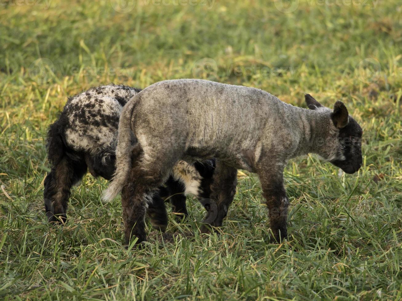 sheeps on a meadow in germany photo