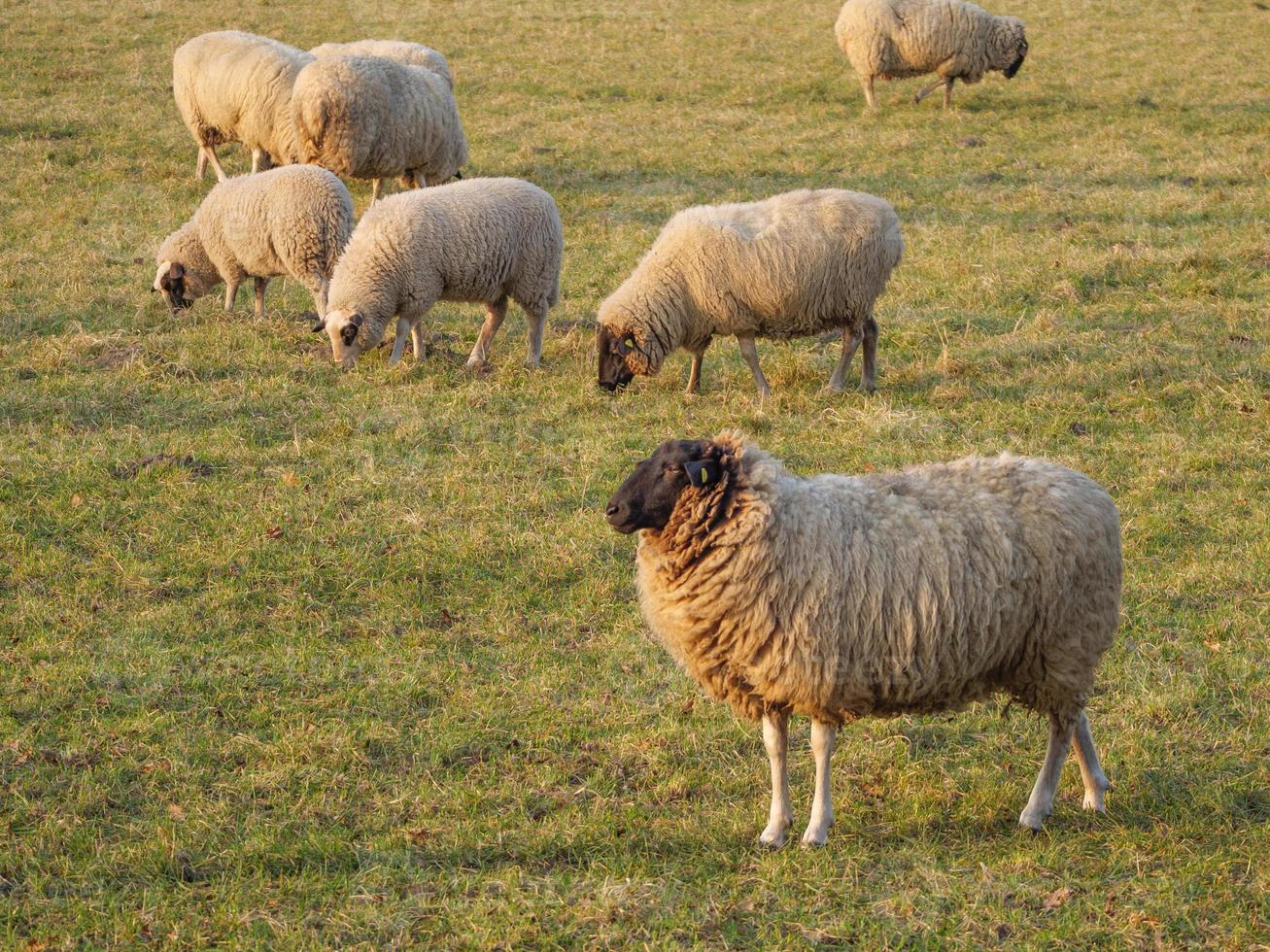 sheeps and lambs photo