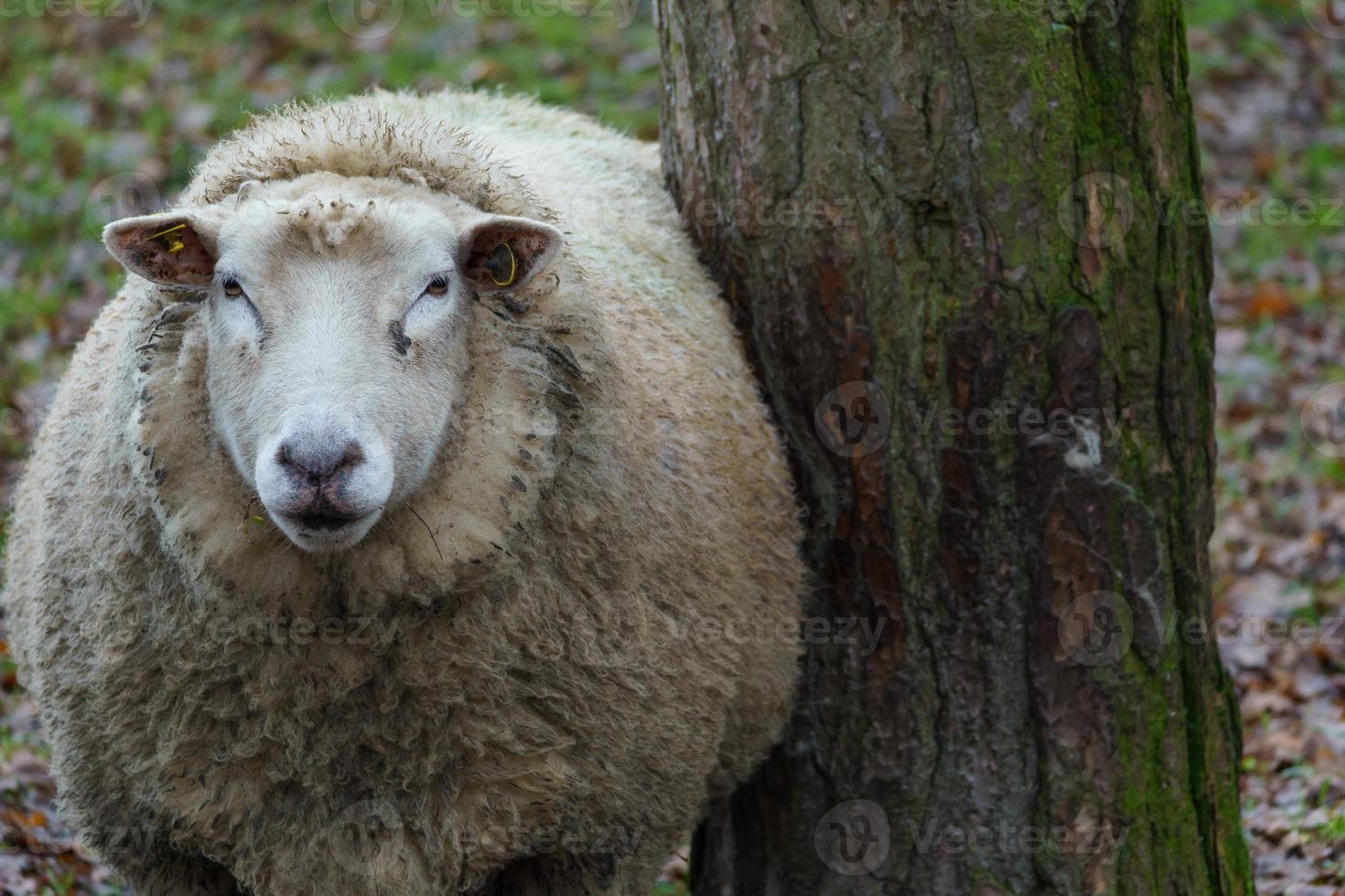 sheeps in westphalia photo