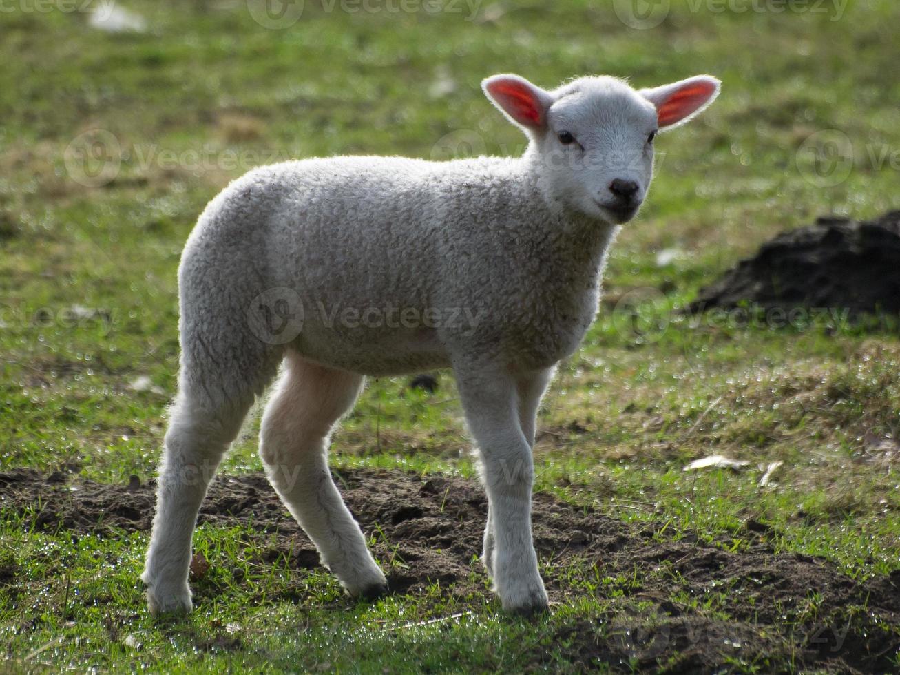 lambs and sheeps in westphalia photo