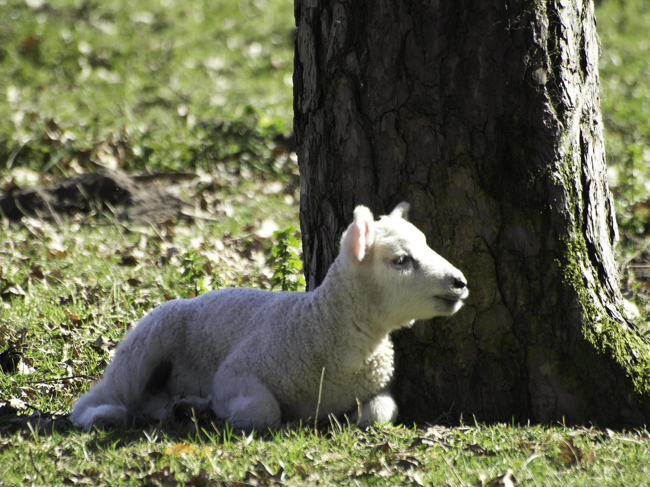 ovejas en un campo en westfalia foto