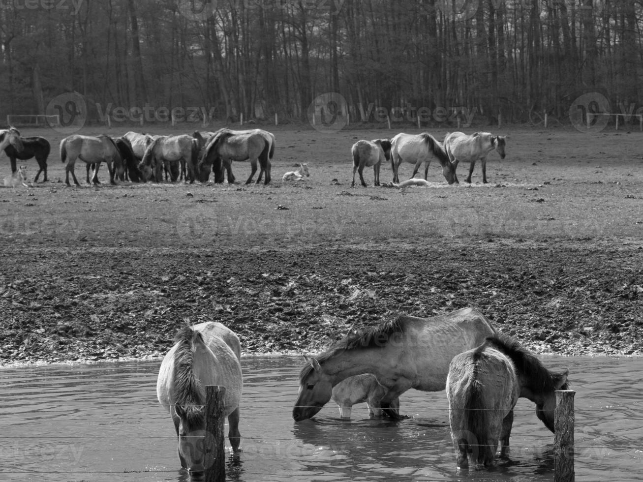 wildl horses in germany photo