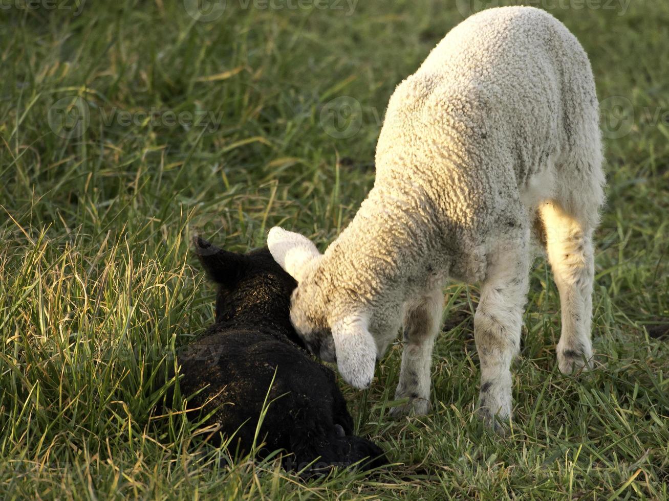 ovejas en un prado en alemania foto