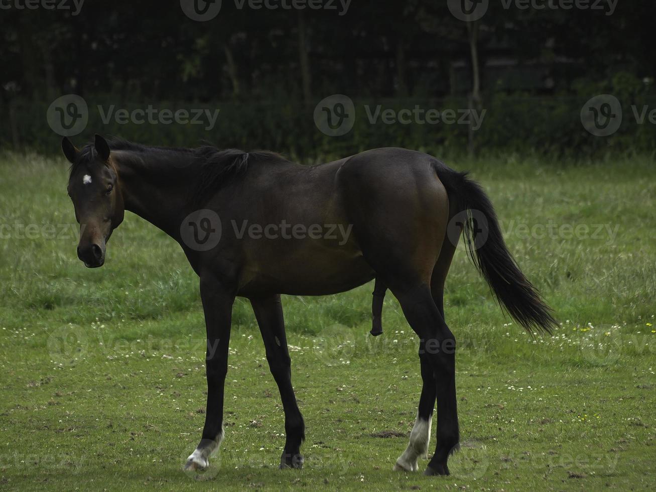 wild horses on a meadow in westphalia photo