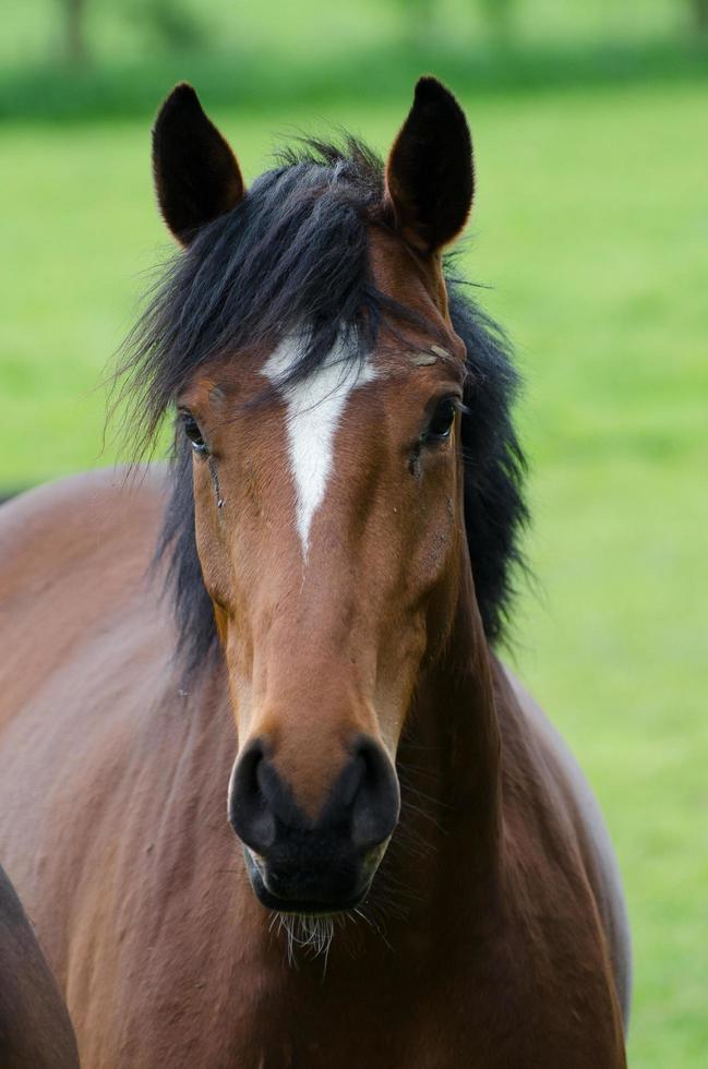 Horses and foals in germany photo