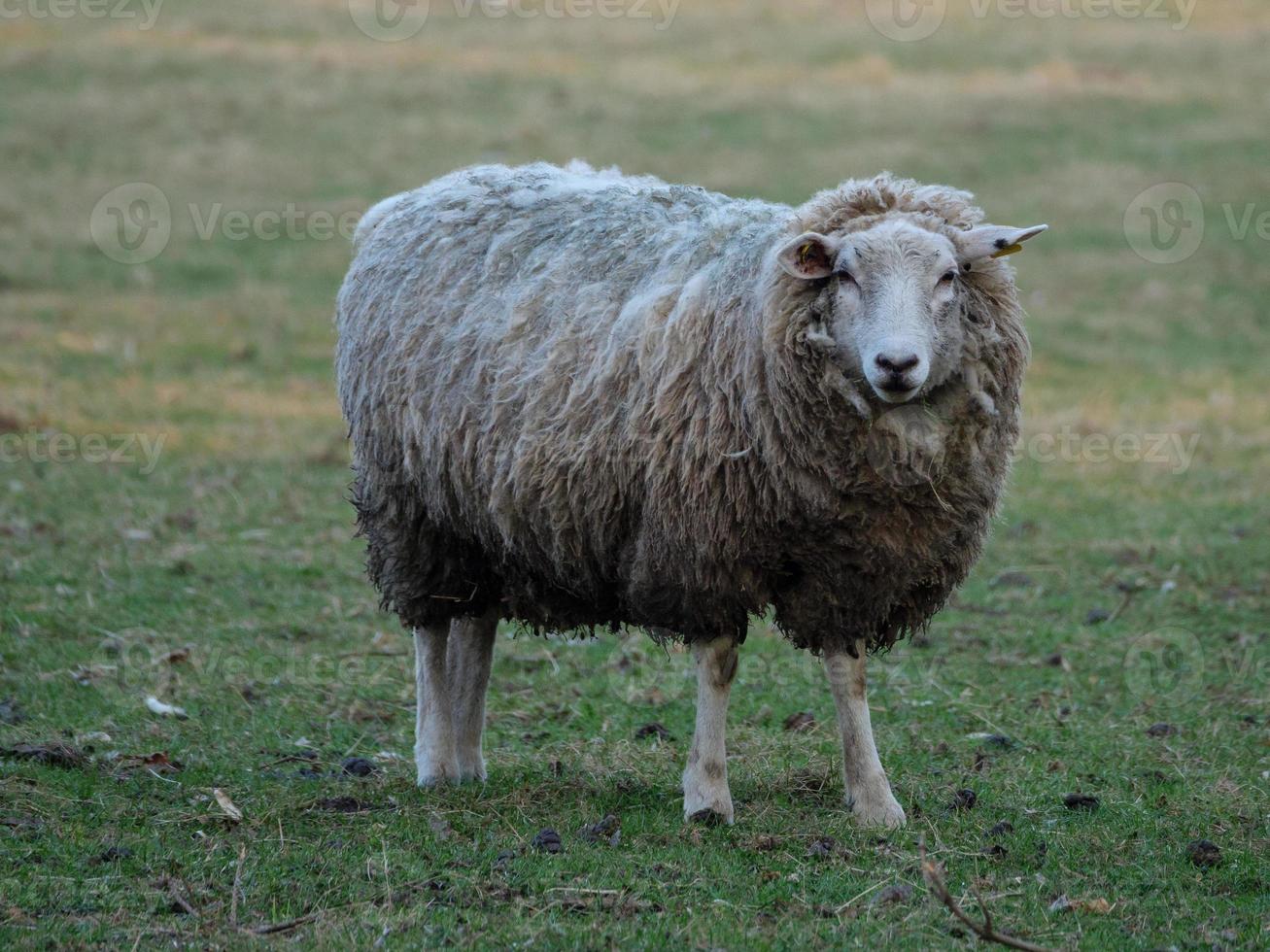 ovejas en el muensterland alemán foto