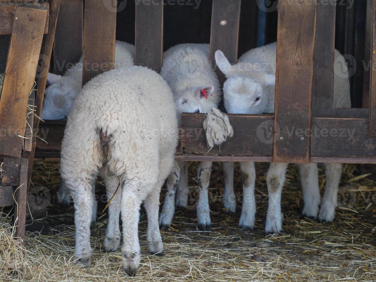shheps and lambs in germany photo