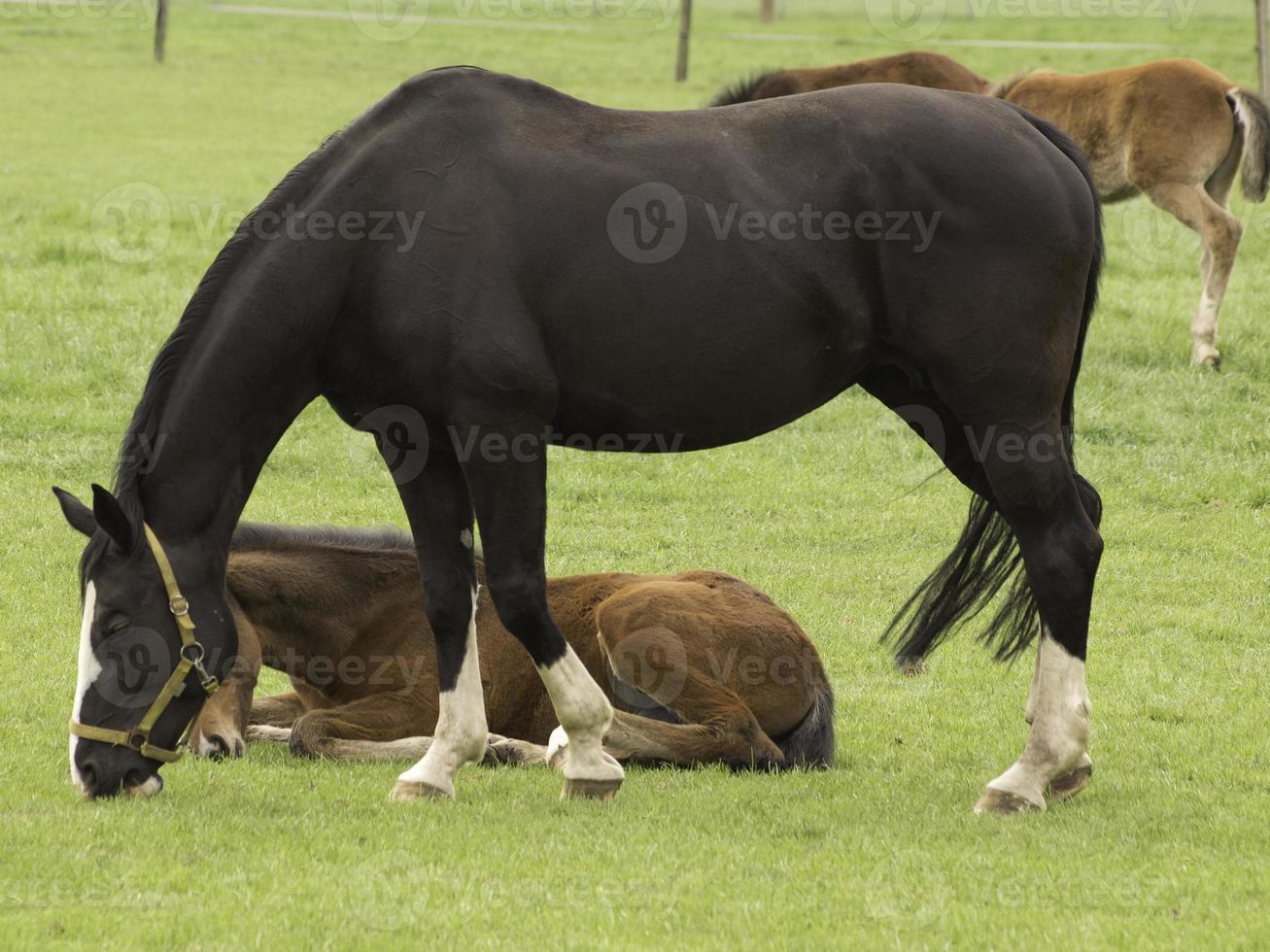 Horses in westphalia photo