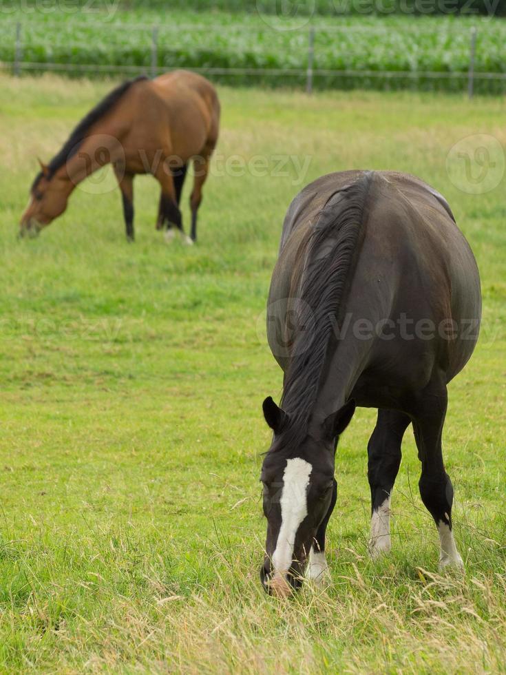 caballos en un prado alemán foto