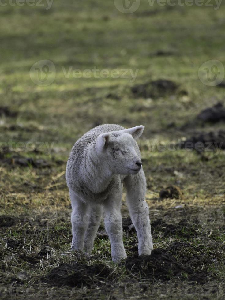 lambs and sheeps in westphalia photo