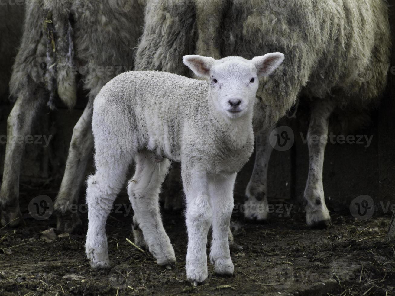 lambs and sheeps in westphalia photo