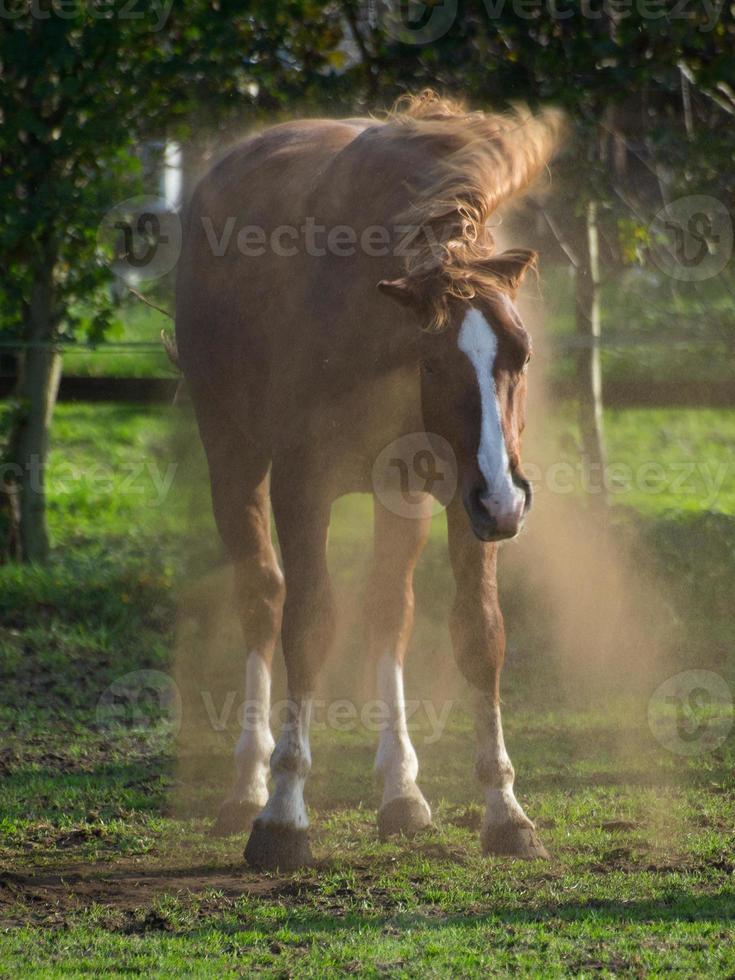 summer time on a meadow photo