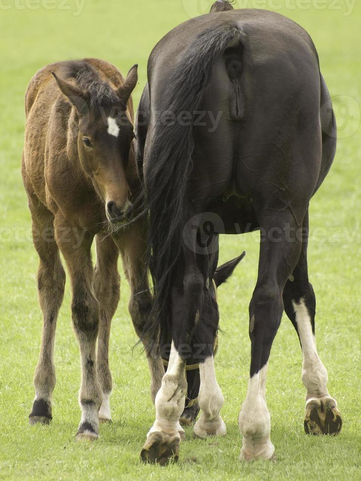 cute foals and horses photo