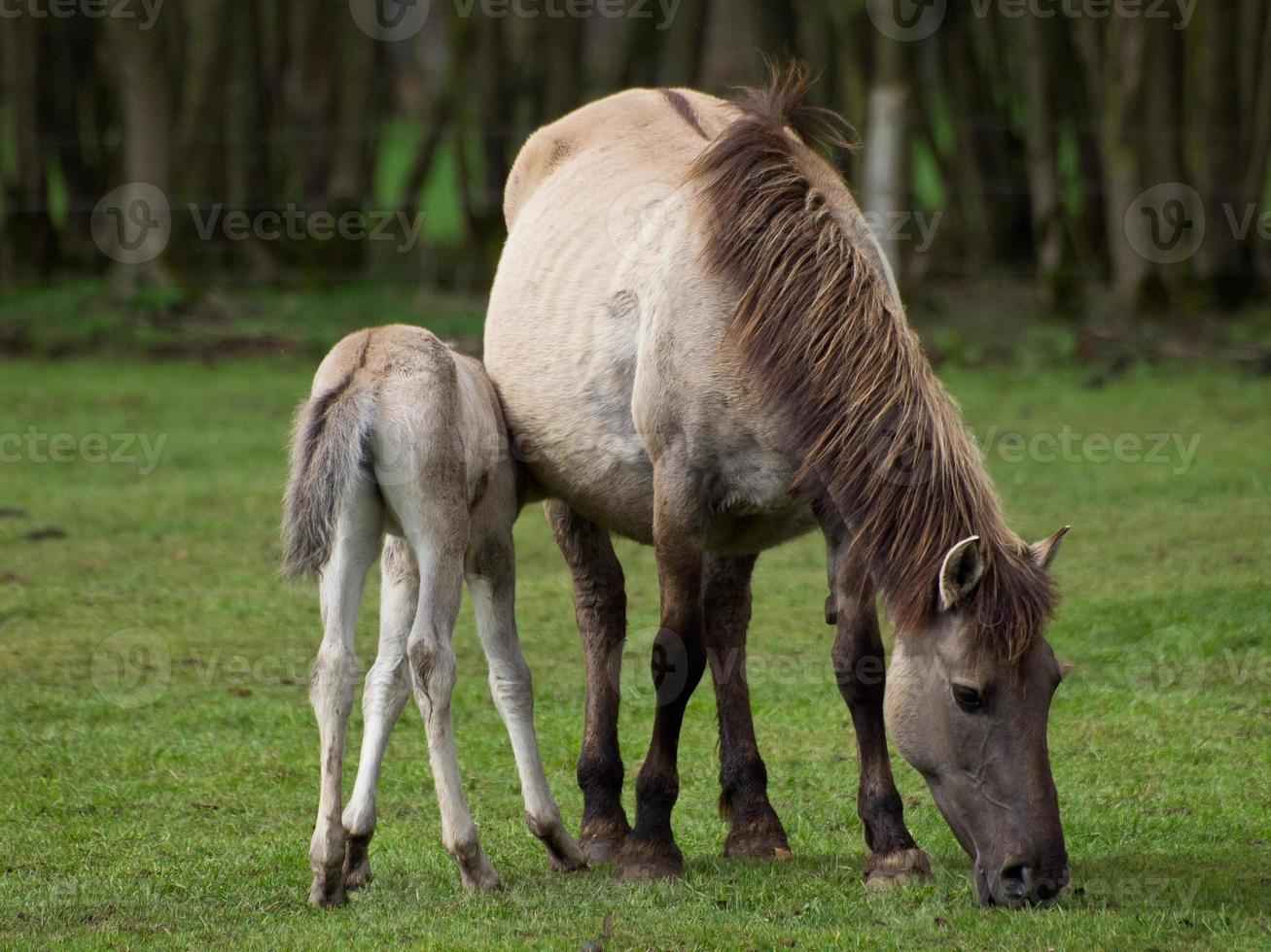 wild horses in westphalia photo