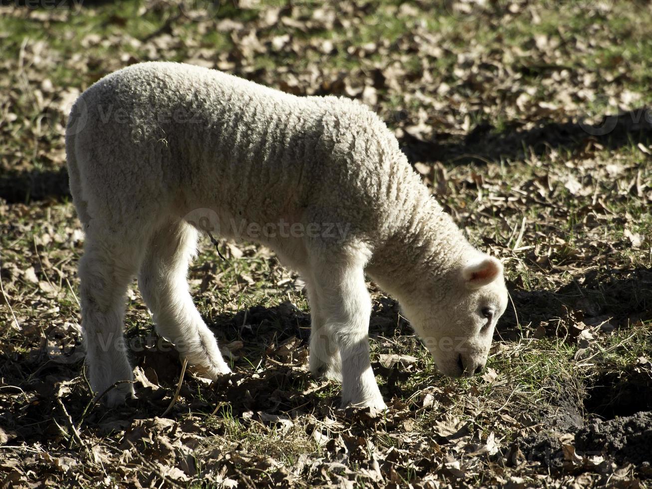 sheeps on a meadow photo