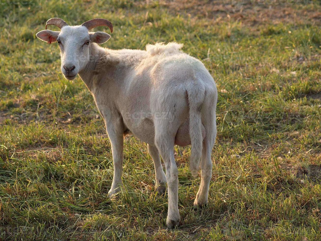 many sheeps in westphalia photo