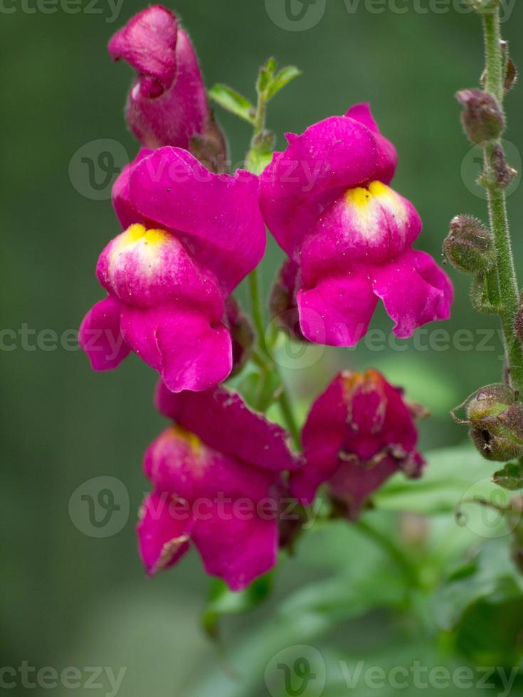 colorfull flowers in the garden photo