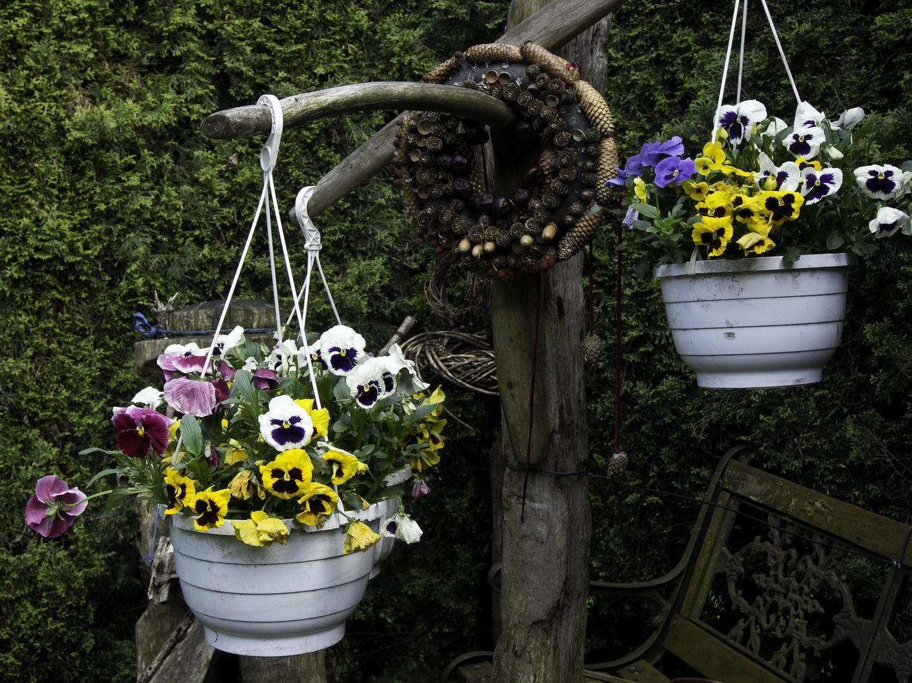 summers flowers in the garden photo