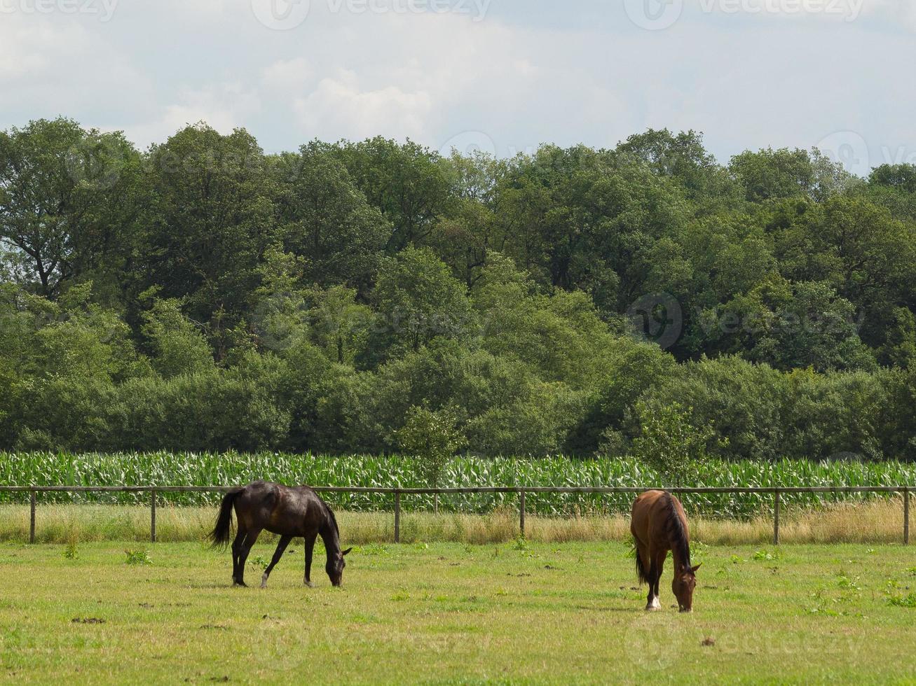 Horses on a meadow in the german muensterland photo